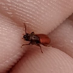 Zenodosus sanguineus