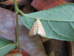 Glaphyria sesquistrialis