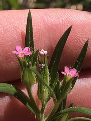 Microsteris gracilis