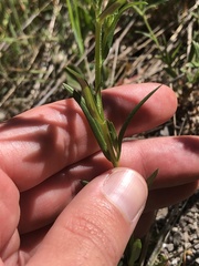 Microsteris gracilis