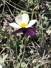 Viola hallii