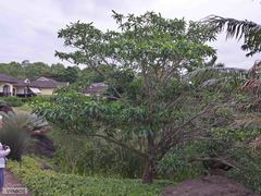 Tabernaemontana elegans