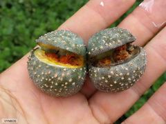 Tabernaemontana elegans