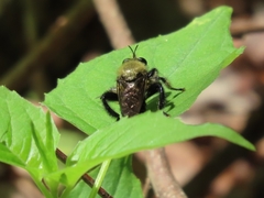 Laphria flavicollis