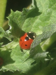 Coccinella septempunctata