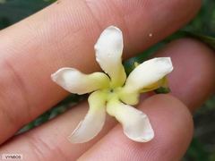 Tabernaemontana elegans
