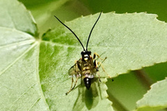 Ichneumon annulatorius