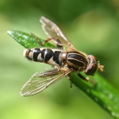 Anasimyia anausis
