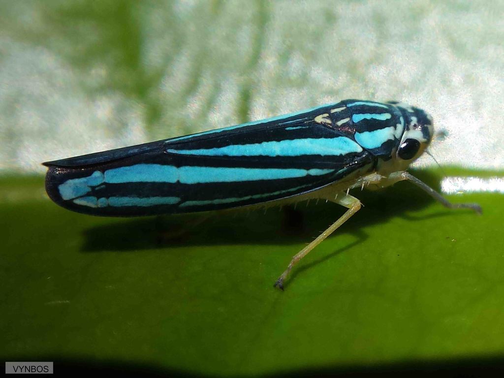 Blue-striped Leafhopper