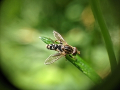 Anasimyia anausis