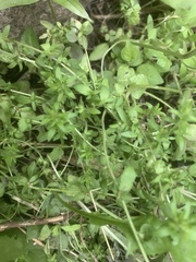 Veronica arvensis