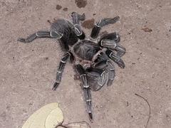 Aphonopelma seemanni