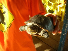 Kinosternon scorpioides scorpioides