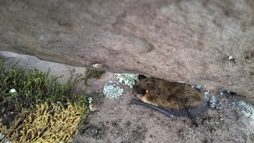 Eastern Small-footed Myotis photographed in West Virginia