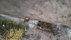 Myotis leibii