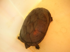 Kinosternon scorpioides scorpioides