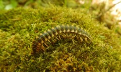 Arthrophaga myriapodina