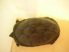 Kinosternon scorpioides scorpioides