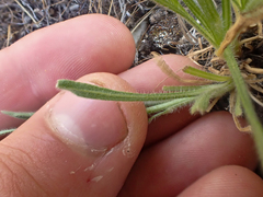 Erigeron pumilus intermedius