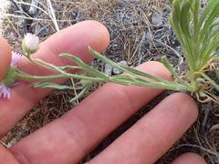 Erigeron pumilus intermedius