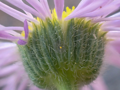 Erigeron pumilus intermedius