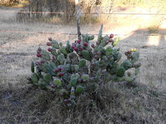 Opuntia rioplatense