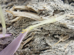 Erigeron pumilus intermedius