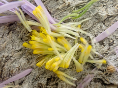 Erigeron pumilus intermedius