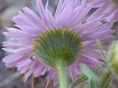 Erigeron pumilus intermedius