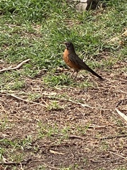 Turdus migratorius