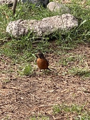 Turdus migratorius