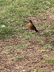 Turdus migratorius