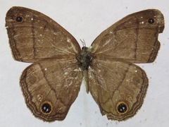 Cissia pompilia