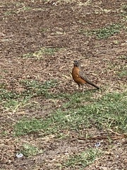 Turdus migratorius
