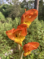 Gladiolus dalenii