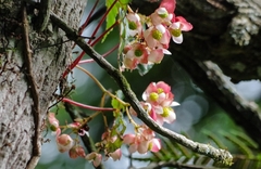 Begonia tropaeolifolia