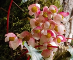 Begonia tropaeolifolia