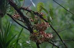 Begonia tropaeolifolia