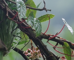Begonia tropaeolifolia