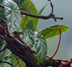 Begonia tropaeolifolia