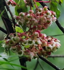 Begonia tropaeolifolia