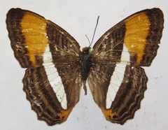 Adelpha cytherea marcia