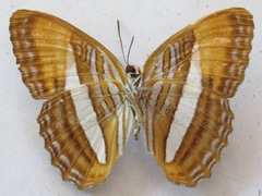 Adelpha cytherea marcia