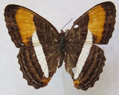 Adelpha cytherea marcia