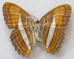 Adelpha cytherea marcia