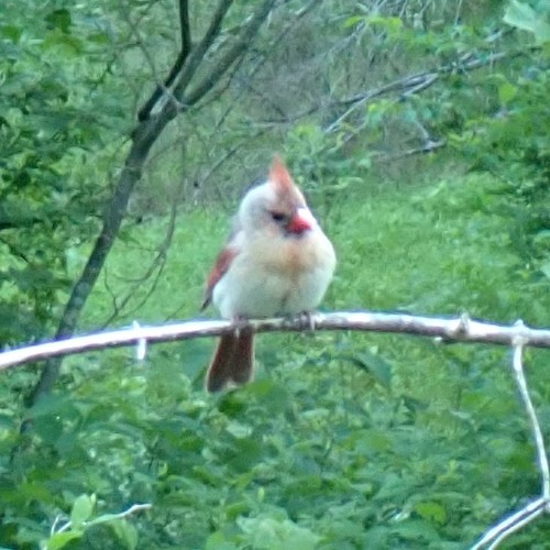 Northern Cardinal photographed in Delaware