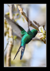 Cynanthus forficatus