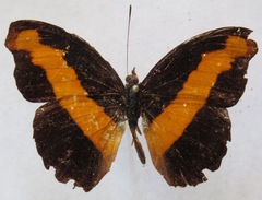 Catonephele mexicana