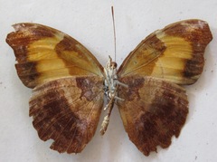 Catonephele mexicana
