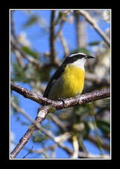 Coereba flaveola caboti